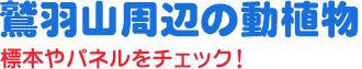 鷲羽山周辺の動植物